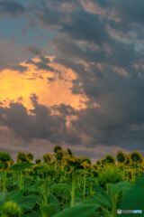 Sunflower field at sunset 