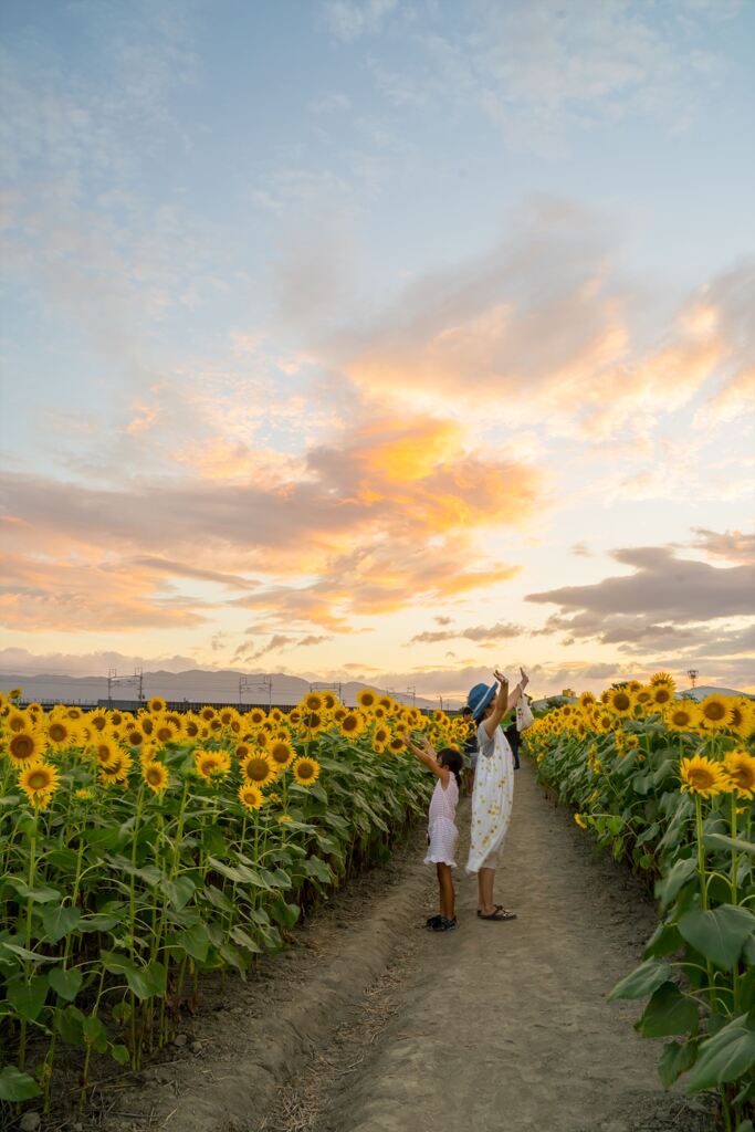 Sunflower field at sunset 