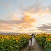 Sunflower field at sunset 