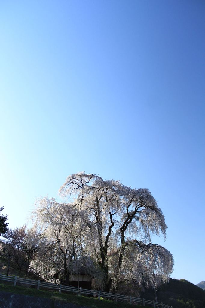 勝間薬師堂のしだれ桜
