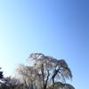 勝間薬師堂のしだれ桜