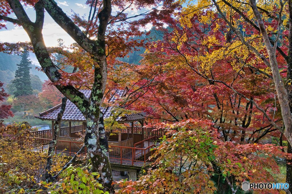 大井平公園の紅葉　1