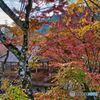 大井平公園の紅葉　1