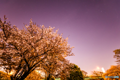 Cherry blossoms and stars