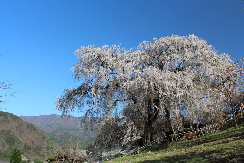 勝間薬師堂のしだれ桜