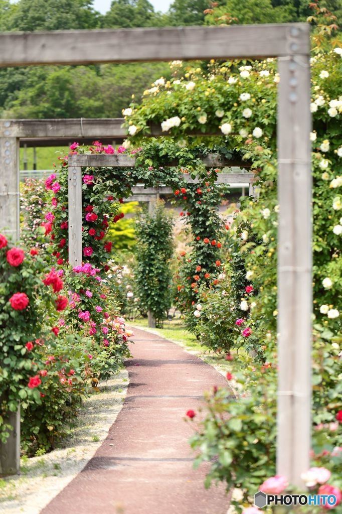 花フェスタ記念公園
