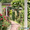 花フェスタ記念公園