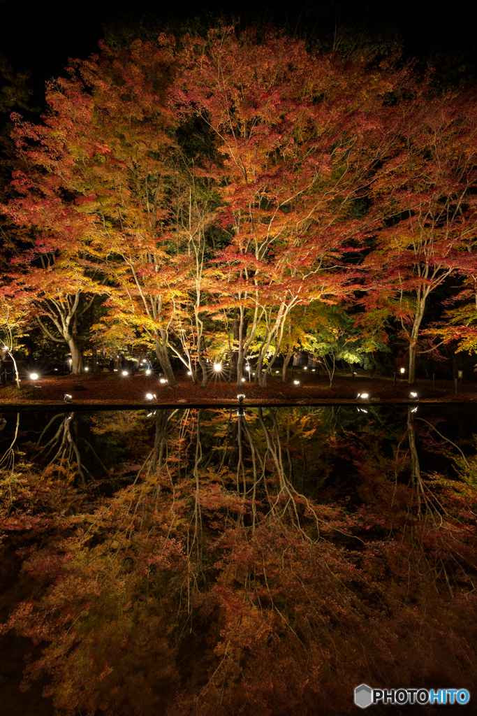 Reflection of autumn leaves 