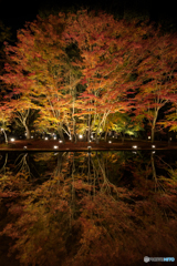 Reflection of autumn leaves 