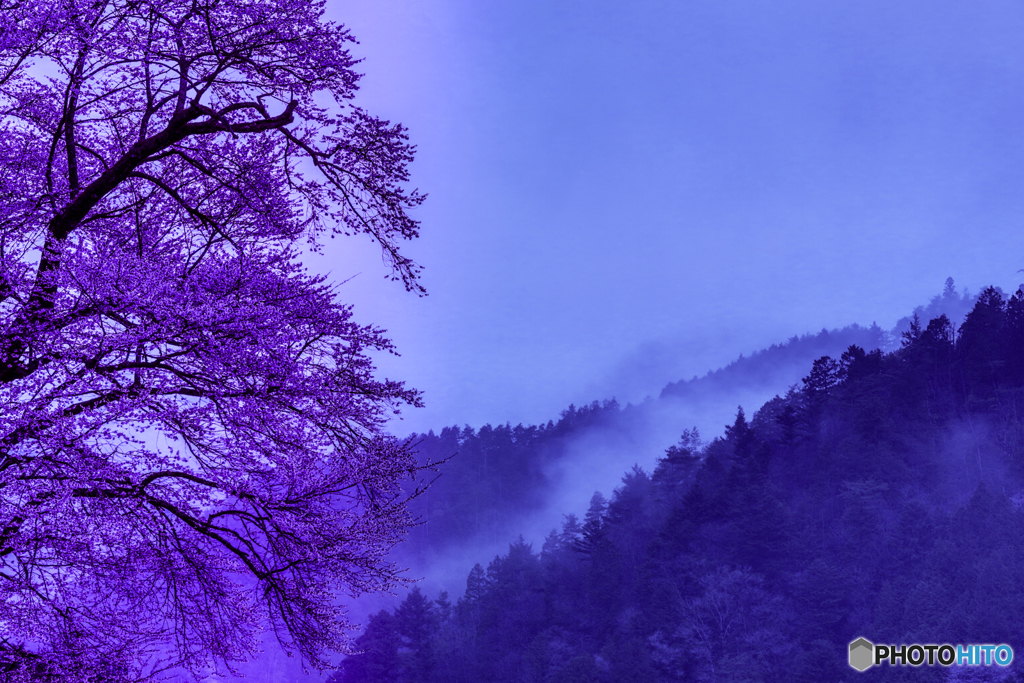 Cherry blossoms in the morning mist 