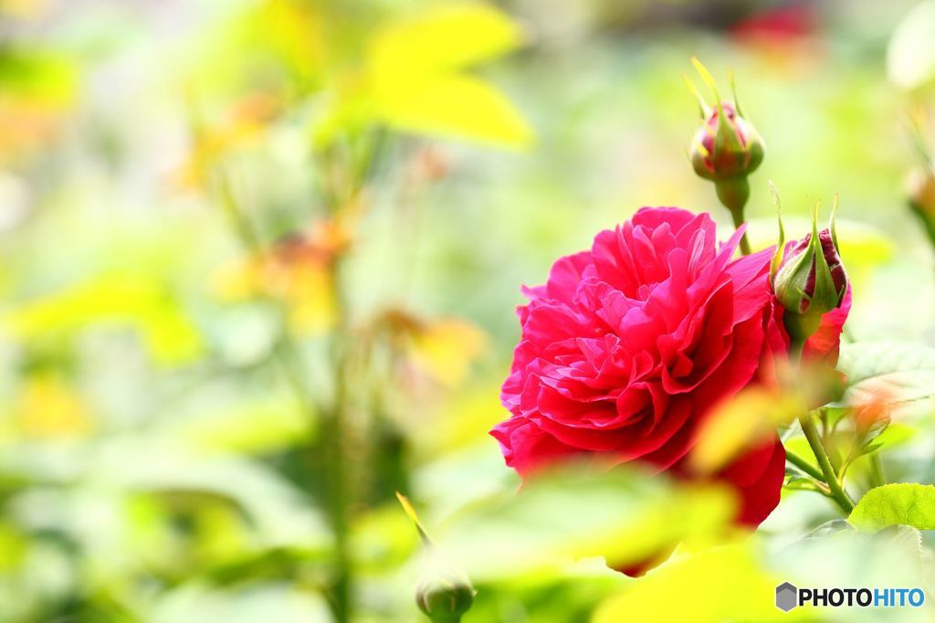 薔薇