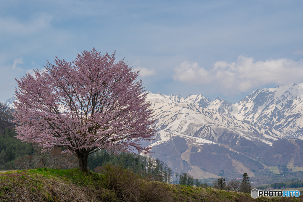 野平の一本桜