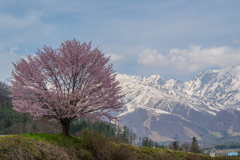 野平の一本桜