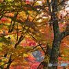 紅葉の空
