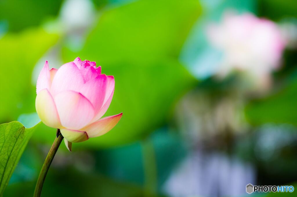 Shining lotus 