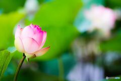 Shining lotus 