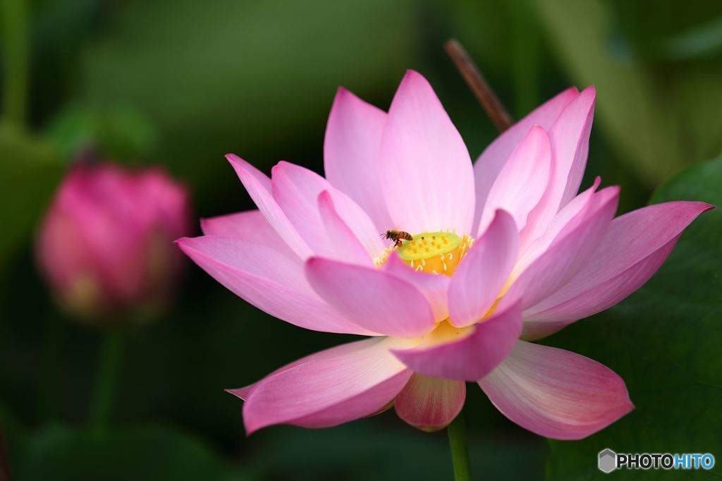lotus