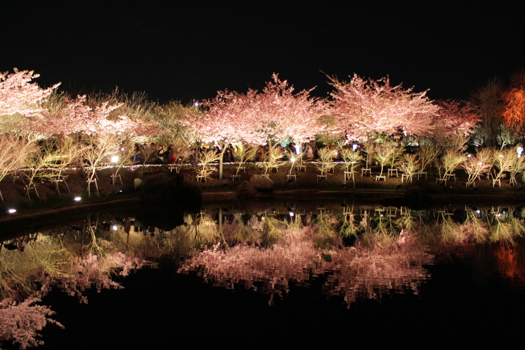逆さ桜