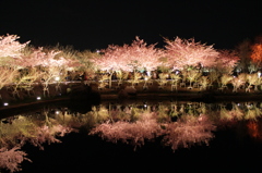逆さ桜