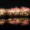 逆さ桜