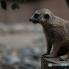ミーアキャット