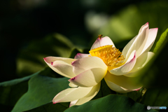 lotus