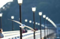 竹島のゆりかもめ