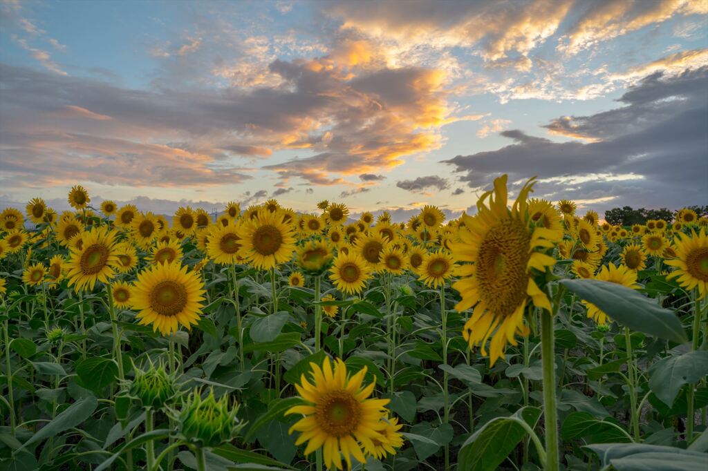 Sunflower field at sunset 