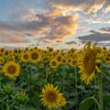 Sunflower field at sunset 