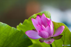 lotus 