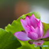lotus 