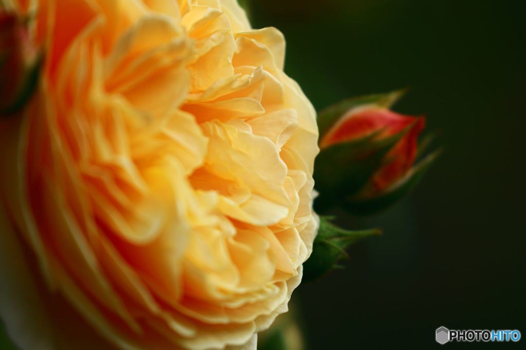 薔薇
