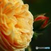 薔薇