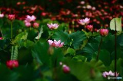 Lotus & hydrangea﻿