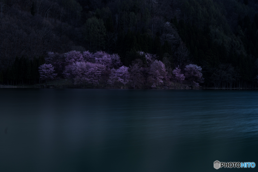 早朝の中綱湖湖畔の桜