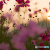 Cosmos