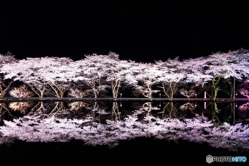 八坂湖畔桜