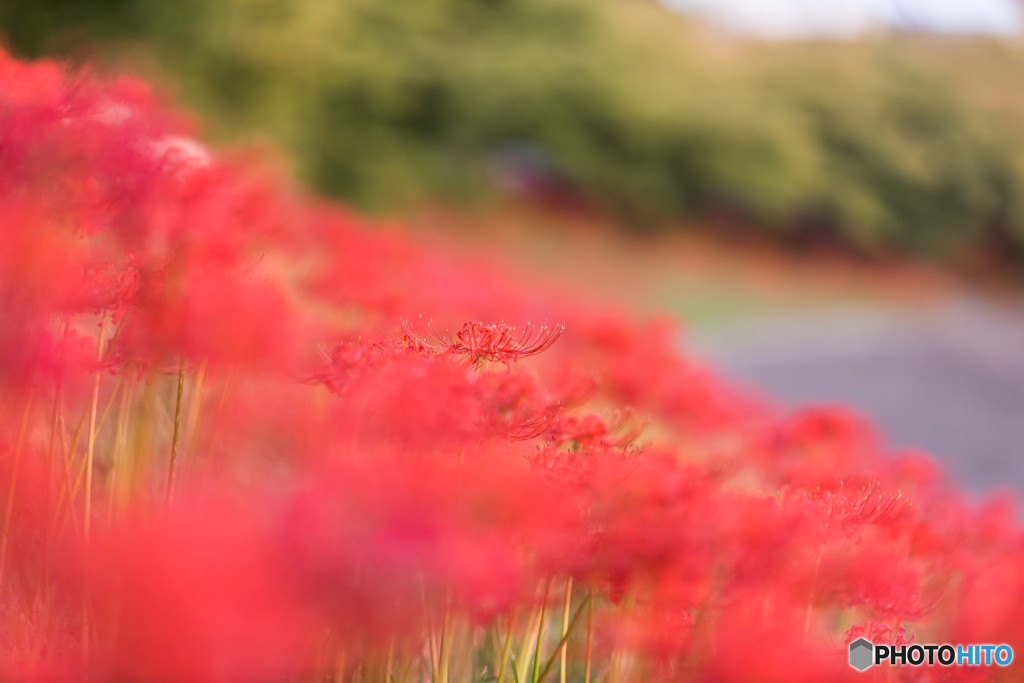 cluster amaryllis