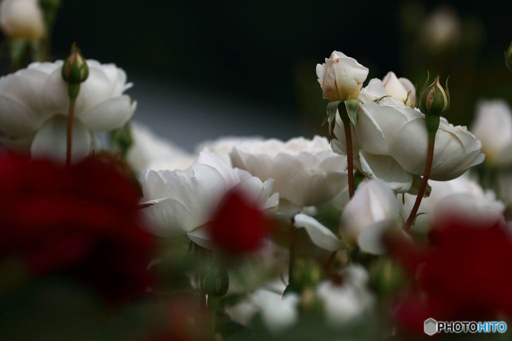 薔薇
