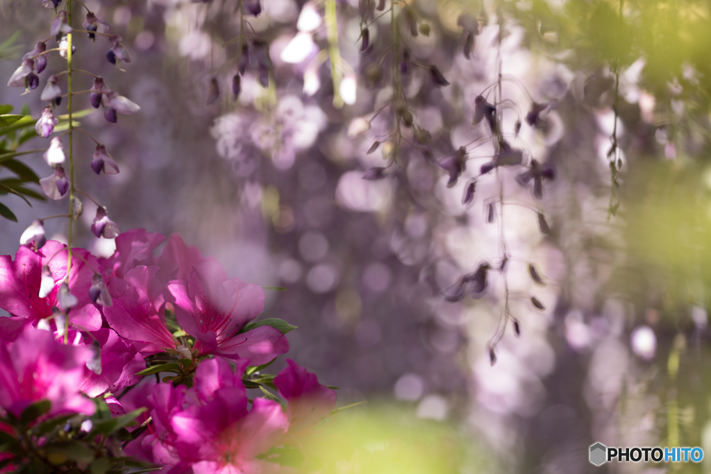 Azalea and Wisteria