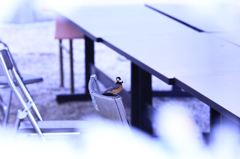 小さななお客さん