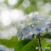 hydrangea