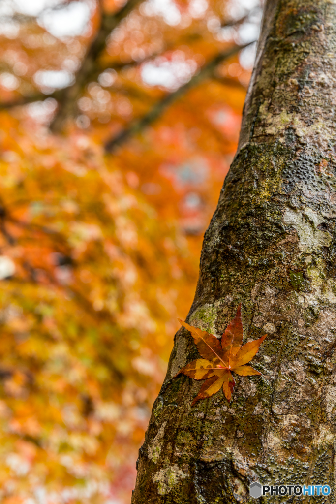 Adhering autumn leaves