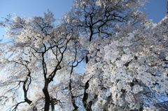 勝間薬師堂のしだれ桜