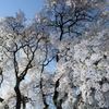 勝間薬師堂のしだれ桜