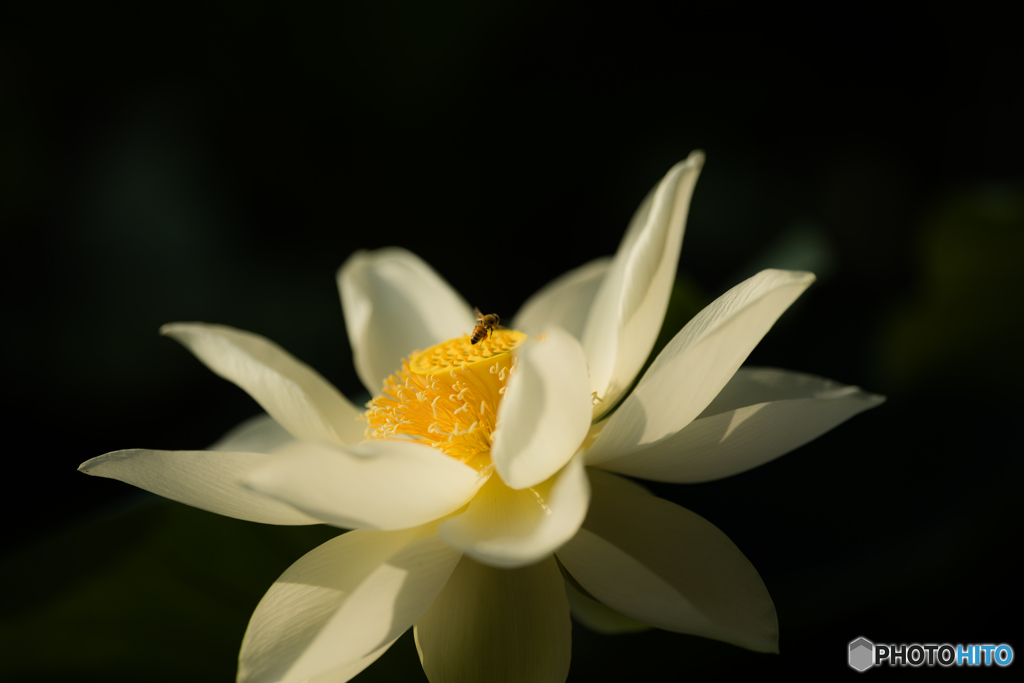 A bee invited by lotus smell