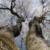 勝間薬師堂のしだれ桜