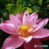 Lotus & Bee