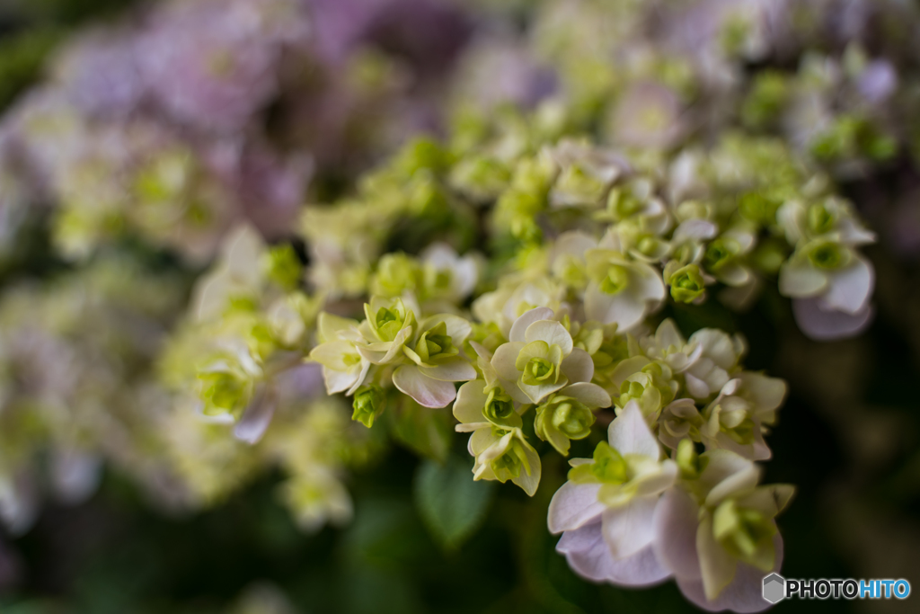 hydrangea