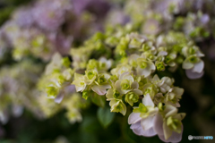 hydrangea